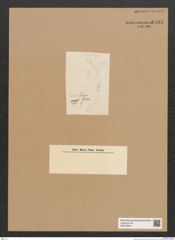 Diatomeae indet. Zeichnungen Sammlung Grunow Nr. 6580 (NHMW-BOT-W0375325)